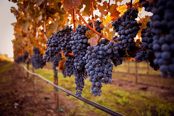 Giống nho Cabernet Sauvignon